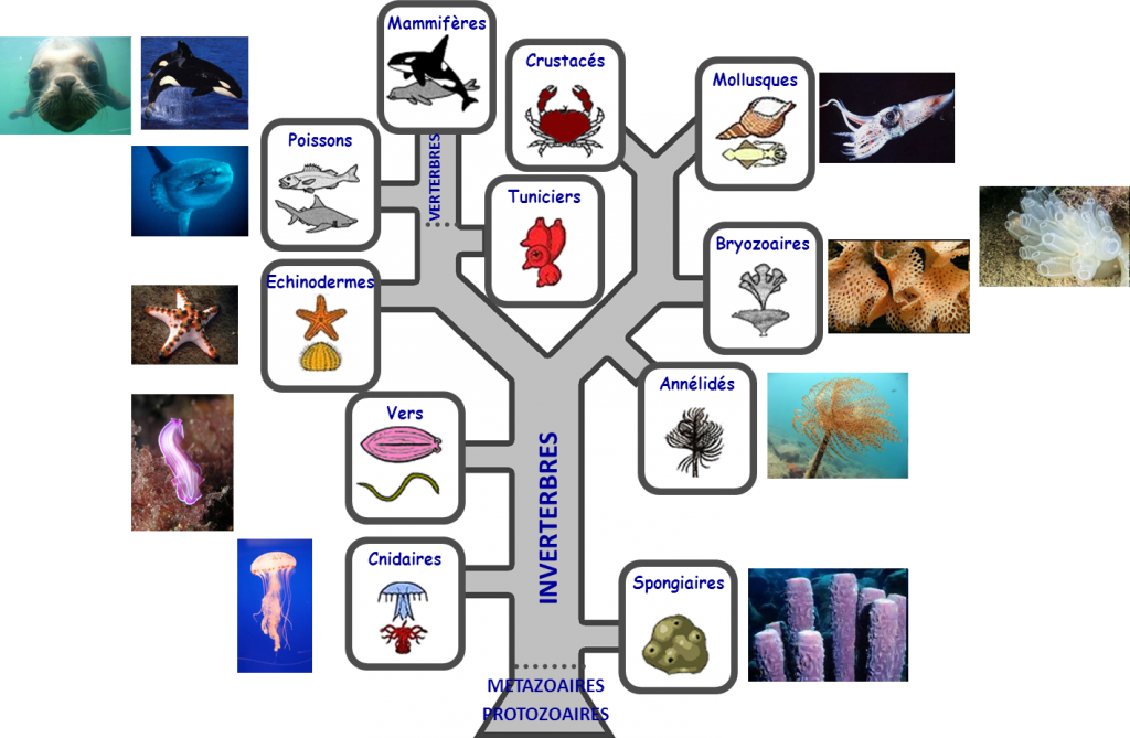 arbre phylogenique animaux marins