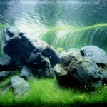 aquascaping