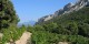 Sept_2004_-_Ver-Lub_108_-_Dentelles_de_Montmirail_02